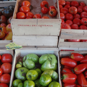 tomates varietés anciennes