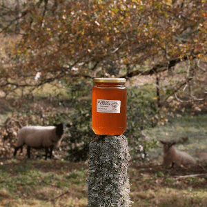 C) Miel de forêt