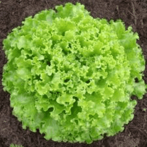 salade batavia