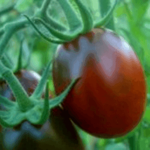 Tomate Prune Noire