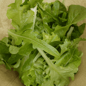 Jeune pousses de salades