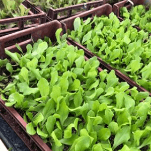 __ Plants de salades variés