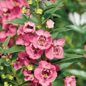 Angelonia rose