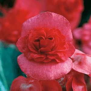 Bégonia fleurs doubles rose