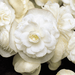 Bégonia fleurs doubles blanc