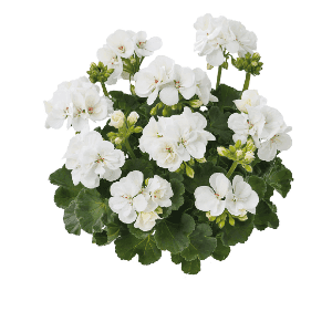 Géranium Zonal Blanc