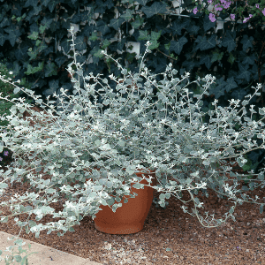 Hélichrysum gris