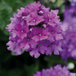 Verveine ret. violet