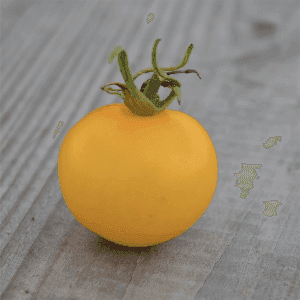 Plant de Tomate Cerise 'Yellow Perfection'