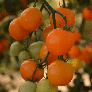 Plant de Tomate Cerise 'Figiel'