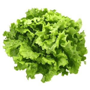 Salade batavia (pièce)