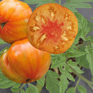 Tomate ananas (variete ancienne)