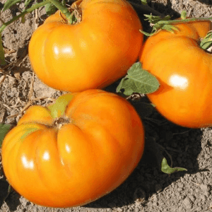 Tomate Orange