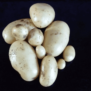 Pommes de terre nouvelles VALERY