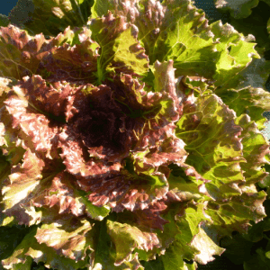 Salade Batavia Rouge