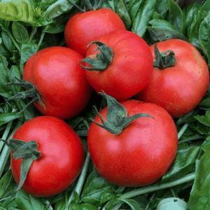 Tomates classiques ronde rouge