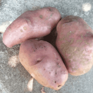 Très grosses pommes de terre désirée