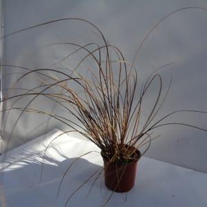 Carex bronze
