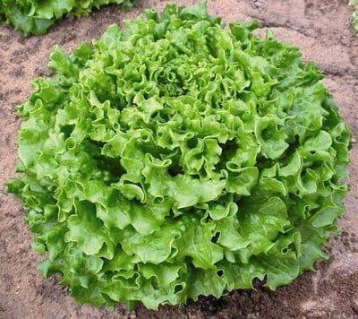 Salade Batavia Verte