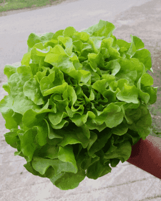 Salade fdc Blonde BIO -SCHIFANO