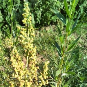 Huile Essentielle Estragon - Artemisia dracunculus