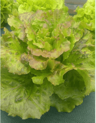 Salade Batavia rouge Bio