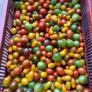 __ Plants de tomates CERISE
