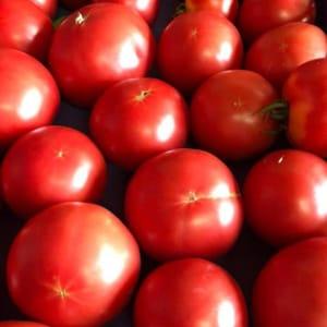 __ Plants de tomates A SALADES