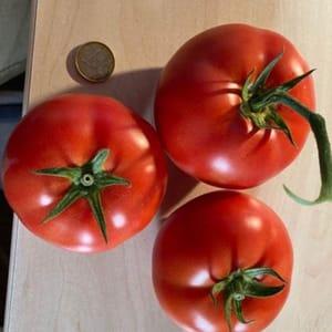 __ Plants de tomates A FARCIR