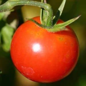 Tomate Prévia gréffée