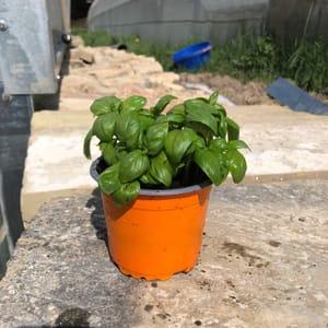 Plant Basilic vert en pot