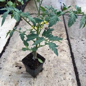 __ Plants de tomates GREFFES à farcir MAESTRIA