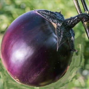 aubergine ronde violette de valence