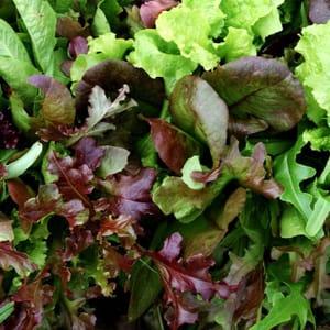 Mélange de feuilles de salades multicolore