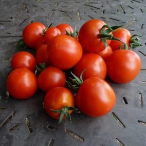 Tomate Cerise Délice des Jardiniers