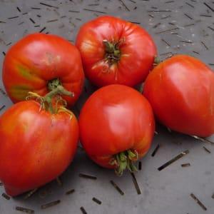 Plant Tomate Coeur de Boeuf Rouge