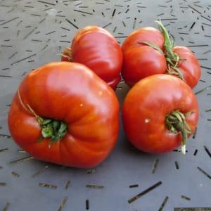Tomate type beefsteak