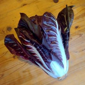 Salade chicorée "Rouge de Trévise"