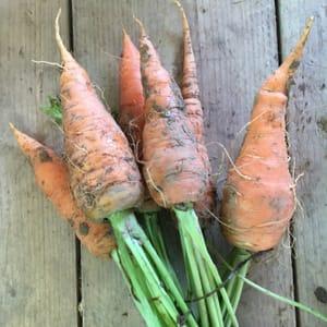 carotte botte (500g)