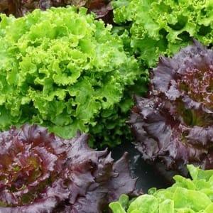 Plant de Salade Mix de variétés