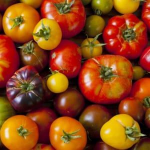 MIX DU JARDINIER - Plants de Tomate ancienne