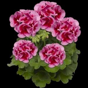 Géranium Calliope Bic Rouge Violet ( Rose )