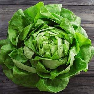 Salade - Laitue