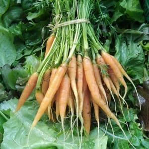 Petites carottes nouvelles (Aigue Vive) - botte