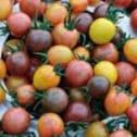 1 Plant de tomate cerise surprise (Aigue Vive)