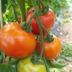 Tomates rouge rondes