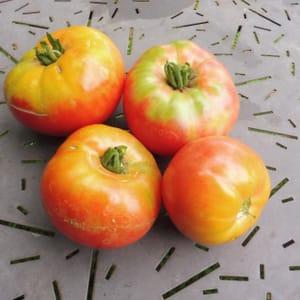 Tomate  ancienne Gregori Altaï