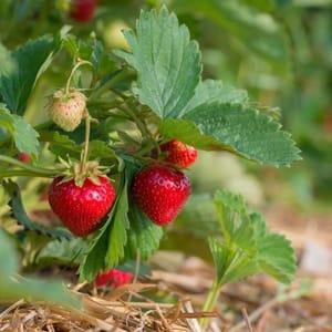 Plants de fraisiers non remontant variétés surprises