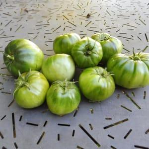 Tomates vertes pour Confiture