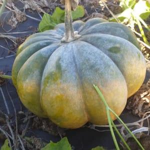 COURGE MUSQUEE DE PROVENCE